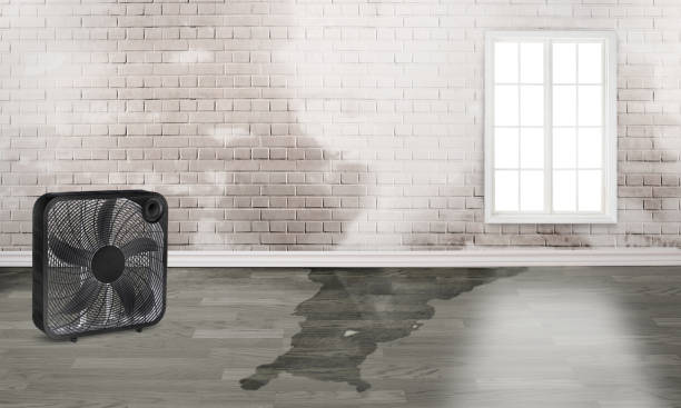 Best Basement water damage restoration  in Newport, OH